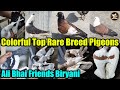 Ali bhai friends biryani 150 colorful gola pigeons amazing setup  rangeen kabooter  basir hashmi