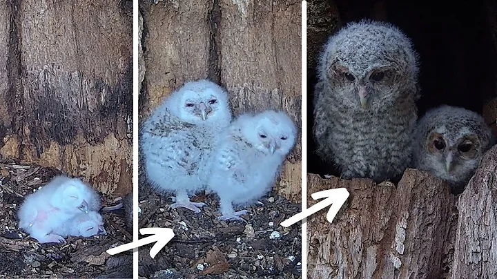 Tiny Tawny Owl Chicks Grow Up Fast in Ash Wood | Luna & Bomber | Robert E Fuller