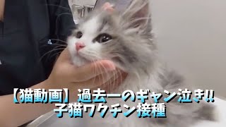 【猫動画】過去一のギャン泣き！！子猫ワクチン接種