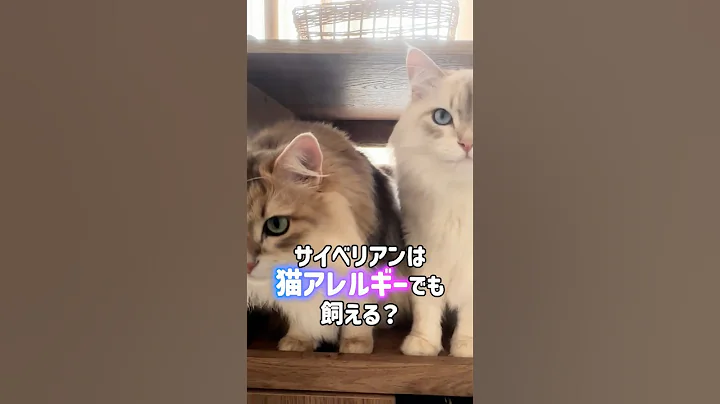 Watch the video about Can I keep a Siberian cat even if I'm allergic to cats?! 😿💊