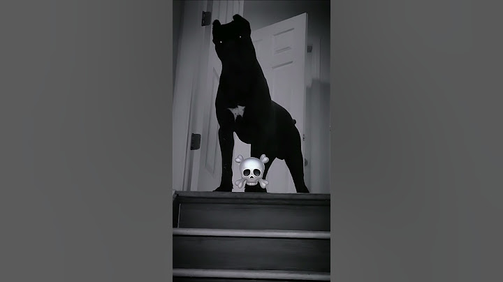 Dog can't be scary #respect #catvideos #dog