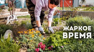 ⭐ВРЕМЯ ПЕРЕСАДОК И УБОРКИ В КЛУМБЕ I как было 2 года назад I что растет на жаркой итальянской клумбе