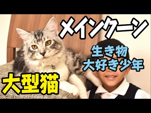 【メインクーン】賢くておだやかな性格の大型猫　Maine Coon