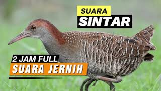 SUARA SINTAR JERNIH | 2 JAM FULL
