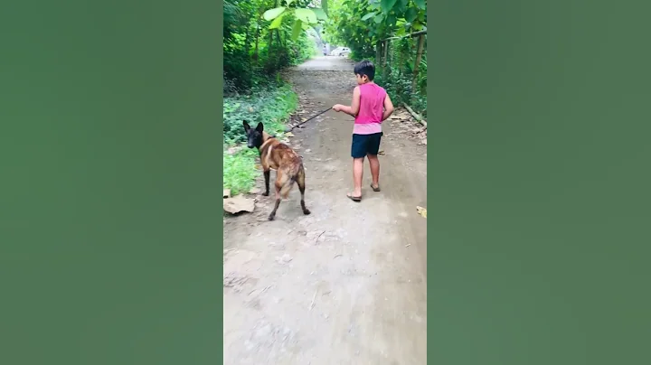 Belgian malinois walk around