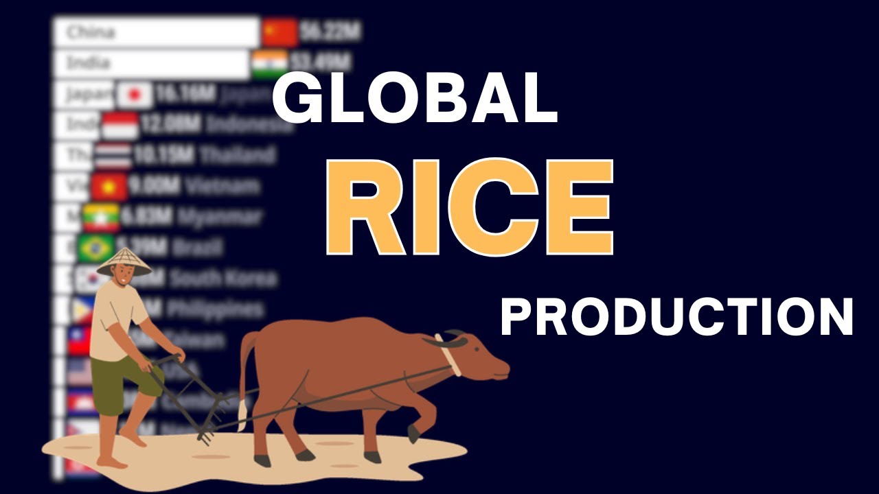 Top Largest Countries Rice Producing in the World 1961 - 2024