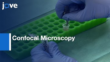 Confocal Microscopy of the Sclera by Laminating Technique | Protocol Preview