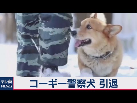 コーギーの警察犬が引退 ロシアで大人気 Youtube