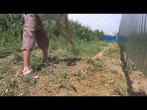 Поделки из осоки и камыша. Как избавиться от камыша навсегда. Покос травы. Скошенный камыш. Покос камыша.