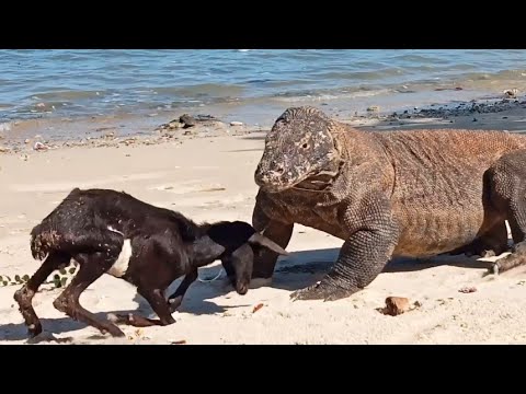 The Goat Pretends To Be Hit By a Komodo Dragon 😅