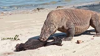 The Goat Pretends To Be Hit By a Komodo Dragon 😅