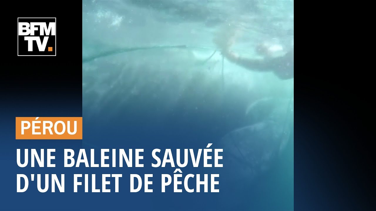 Une baleine à bosse sauvée d'un filet de pêche au Pérou sauvetage geneve