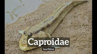 How To Say Caproidae In English? How Does Caproidae Look? What Is Caproidae?