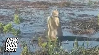 Celebrity Video shows gator going up in smoke after eating drone | New York Post Profile