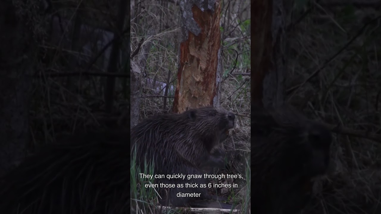 The Fascinating World of Beavers: Nature's Ingenious Engineers!