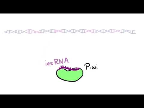 Video: Biochemiker Der Moskauer Staatsuniversität Haben Ein Neues 