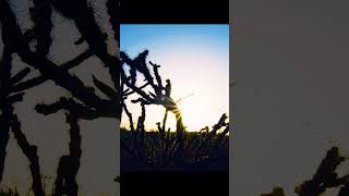 Once those claws get hold of you, it's all over.#wildlife #shorts #animals #nature #birds