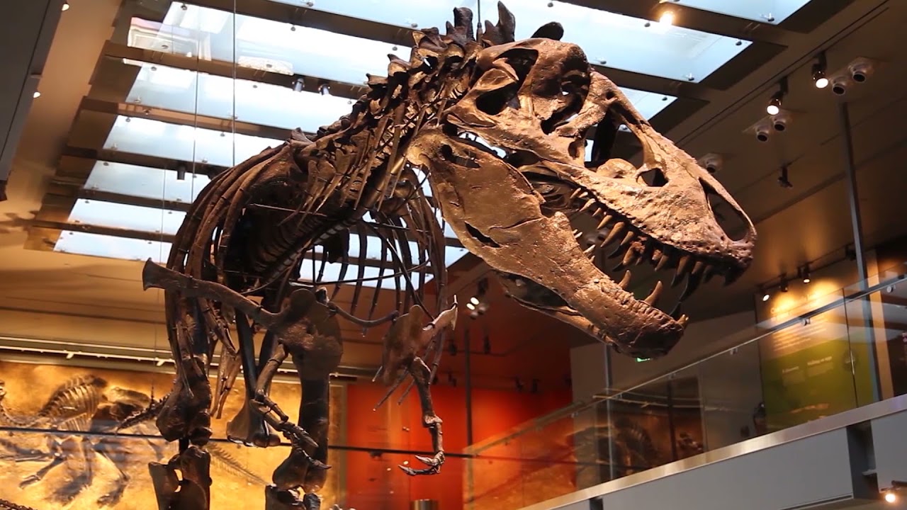 Dinosaur Hall Virtual Tour Filipino Dinohall La Losangeles Filipino Youtube