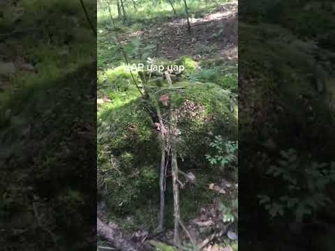 Царь-БОРОВИК! Такое я вижу впервые #грибы #природа