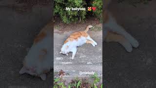 My Babyboo cat funnycats bestcat cute pets melody