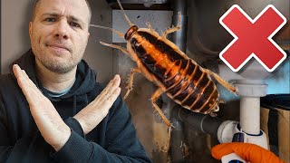 🪳STOP aux cafards ! Comment les éviter à la maison (astuces de prévention)