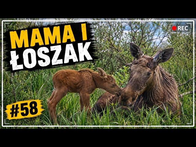 Mama i łoszak | Filmy z fotopułapki odc. 58