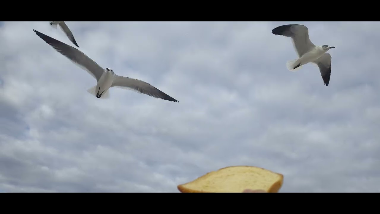 Feeding & chasing the birds