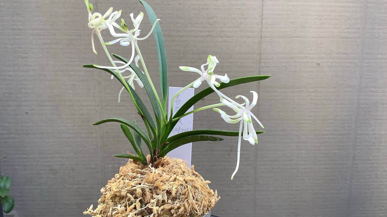 Neofinetia falcata Shunkyuuden 富贵兰春及殿- YouTube