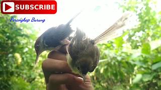 Pikat Di Belakang Rumah Dapat Anakan Ciblek dan Prenjak