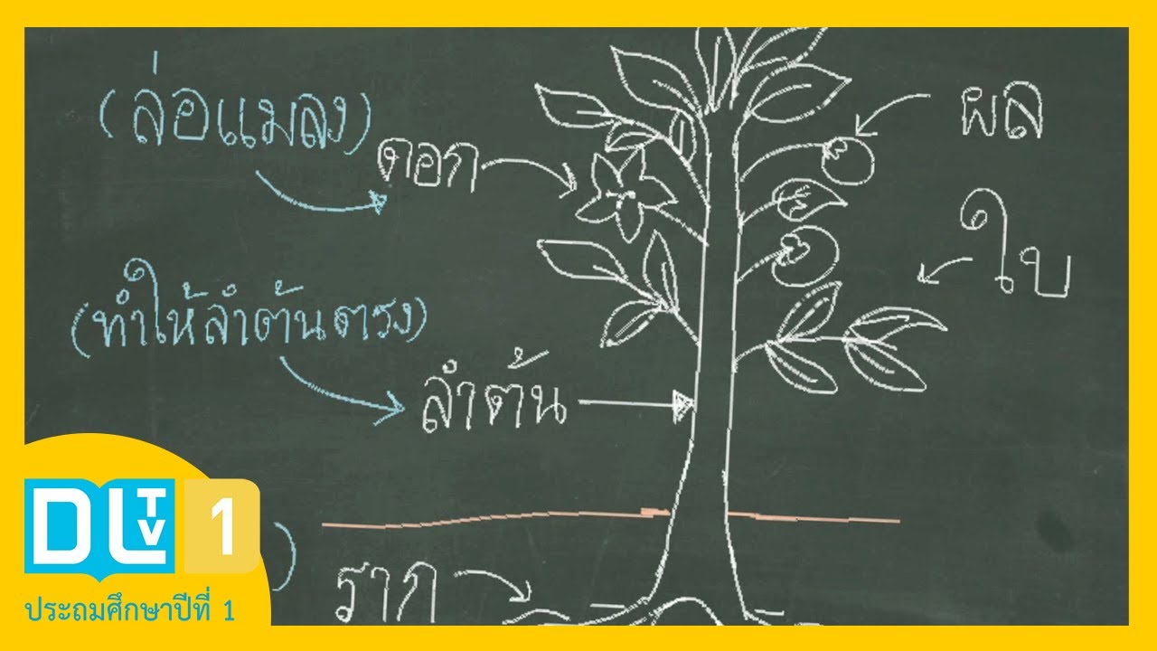 หน่วยแสดงผล ทําหน้าที่อะไร  2022  (ตอนที่ 2) หน่วยย่อยที่ 3 หน้าที่ของส่วนต่างๆของพืช  - วิทย์ ป.1 ปีการศึกษา 2562/1