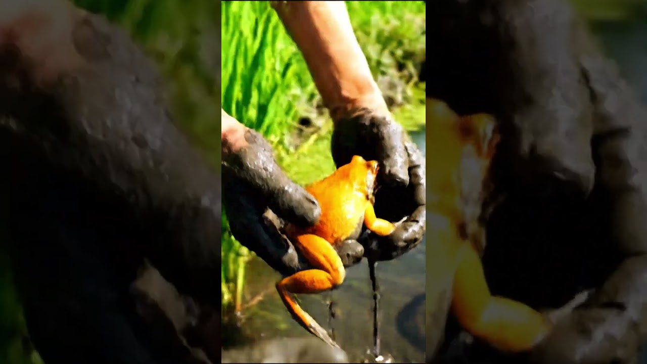 Catching a Bright Orange Frog in Mud | POV Nature Adventure 