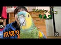 ミルクちゃんの爪切り！