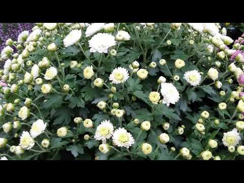 Video: Chrysantheme Gekielt