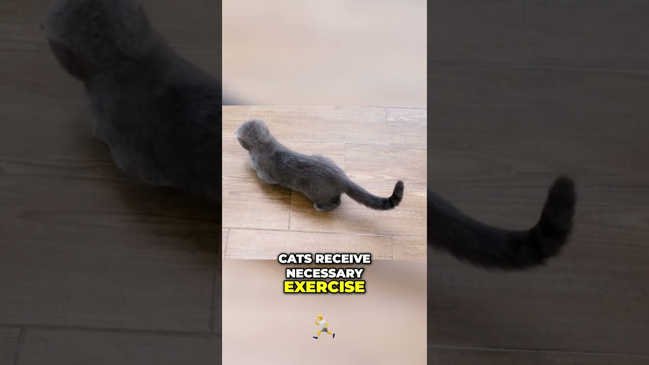 The Importance of Play for Cats: Boosting Health and Happiness 