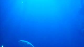 Sawfish at The Deep, Hull