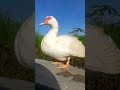 Betina Hot...wwwkkk #ternakunggas #entok #duck #sawah #ternak #viral #hobby #farm