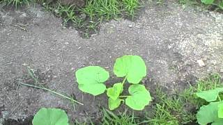 Pittman's Pumpkin Patch Part 6 2012