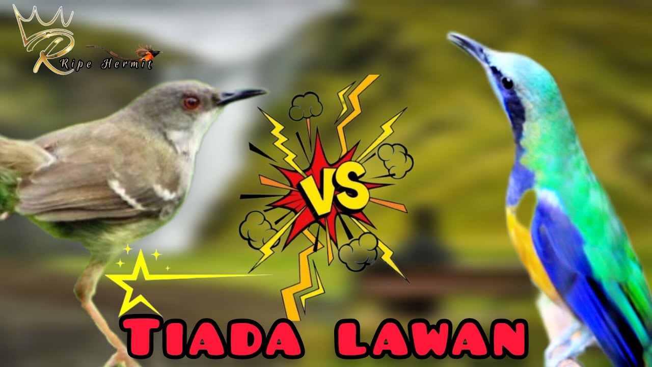 🔴CUCAK CUNGKOK KUNTI vs CIBLEK SEMI BREN AK47