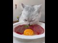 Cat Immersive Eating Too Cute Cat Daily Life Most Active Eating Homemade Food