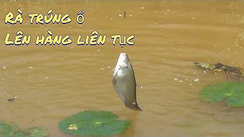 Câu Cá Thác Lác Rà Trúng Ổ Lên Hàng Liên Tục _ ASMR LIVE FISHING | GÒ CÔNG TV