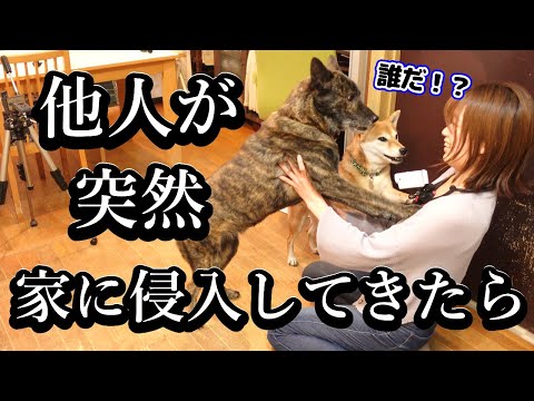 家族以外の人間が突然家に侵入！！警戒心強い甲斐犬と柴犬はどうする！？　 #甲斐犬 #柴犬　#dog