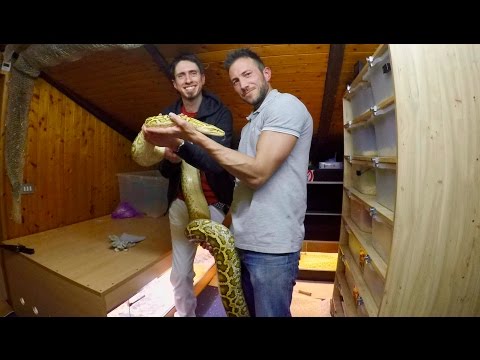 Video: Pitone Birmano - Python Bivittatus Razza Rettile Ipoallergenico, Salute E Durata Della Vita