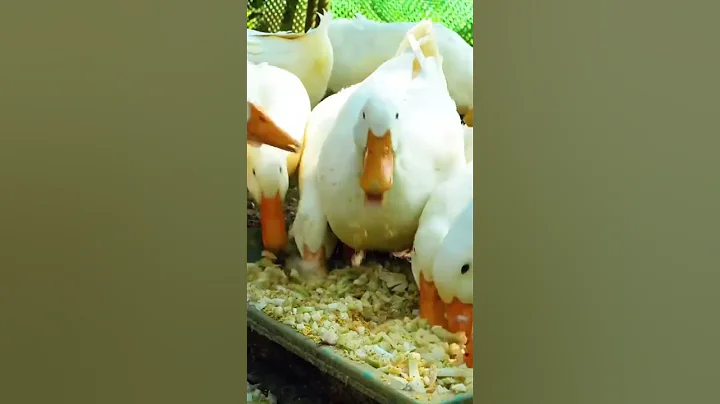 REWIND TIMELAPSE   180 Day Raise Ducks, Chicken & Harvest Ducks Eggs, Chicken Eggs 15