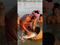 गंगा किनारे पारंपरिक मछली पकड़ने का दृश्य | भारतीय मछुआरे #fishing #fishinglife  #fish #carp#nature