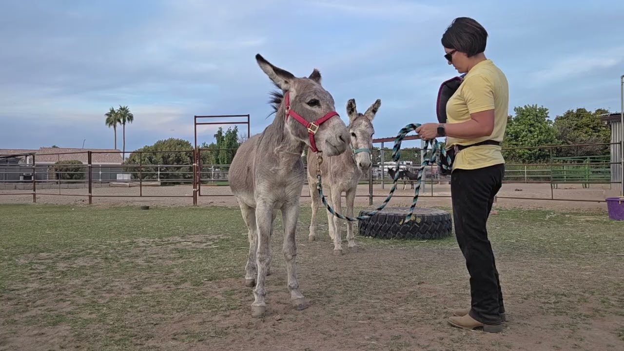 Davey's 1st time wearing a bareback pad and 1st time on the tire 11/11 