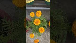 full KAR Na Valo Lage #shots #love #Beauty