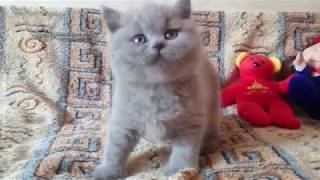 Armani - британский плюшевый котик. Возраст 1.5 мес Armani - британский плюшевый котик. Возраст 1.5 мес