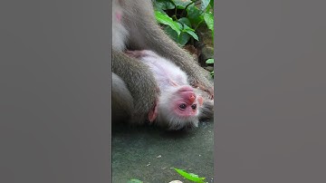 #Sovana Family#Amber group #babymonkey#monkey #short videos#