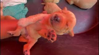 Cute Little Puppy Sweet