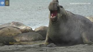 Elephant Seal Battle | South Georgia & the Falklands | Lindblad Expeditions-National Geographic